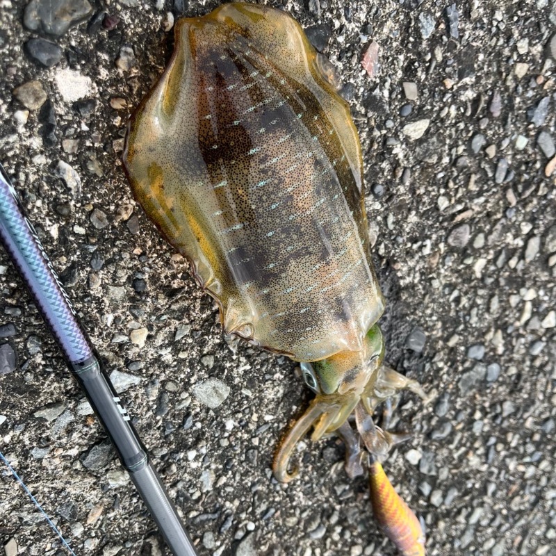 まさかまさかのキロアップ確保‼️