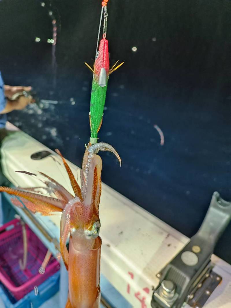 今季ラストイカメタル