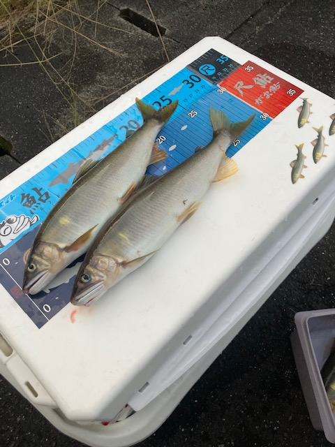 日高川へサイズ狙い釣行!