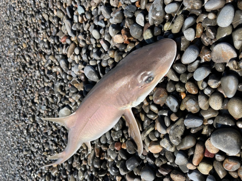 煙樹ヶ浜でカゴ釣り