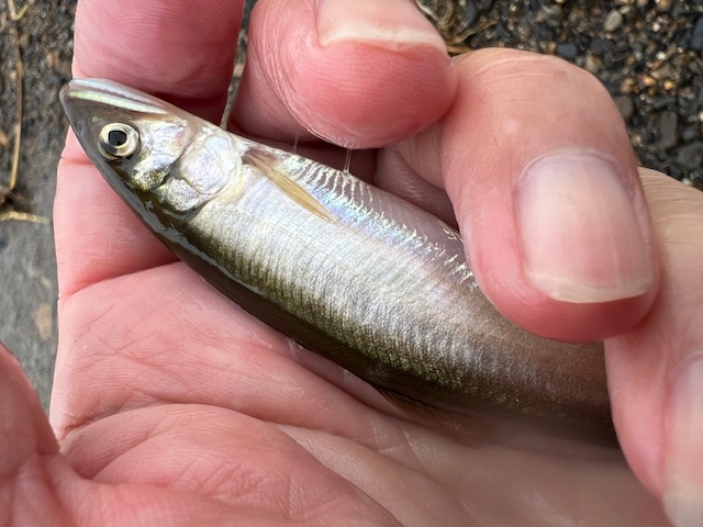 琵琶湖小鮎4
