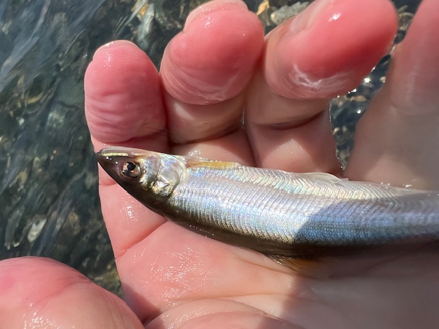 琵琶湖小鮎6