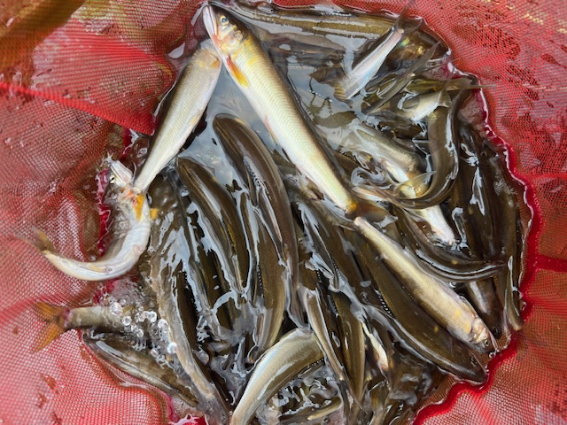 琵琶湖小鮎8