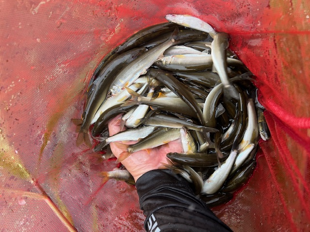 琵琶湖小鮎9