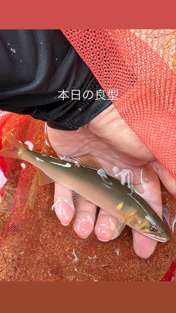 琵琶湖小鮎10