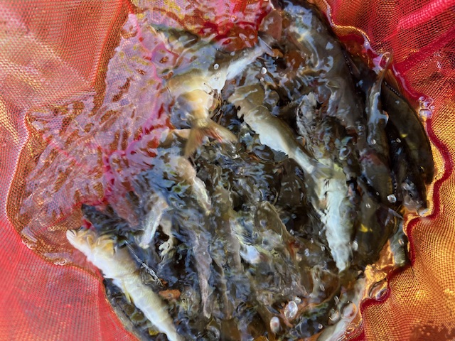 琵琶湖小鮎11