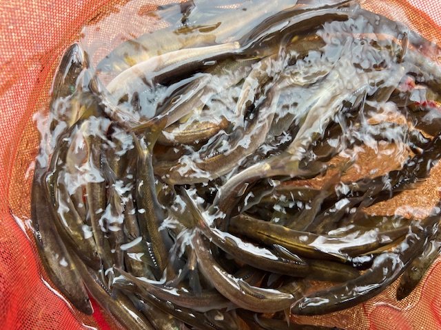 琵琶湖小鮎12