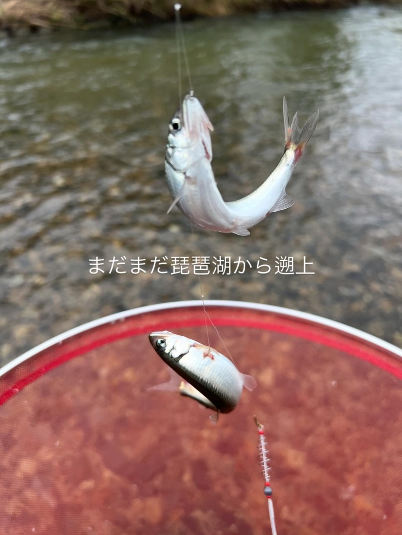 琵琶湖小鮎13