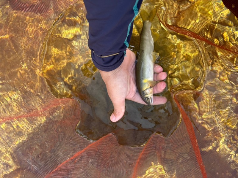 初めての友釣り
