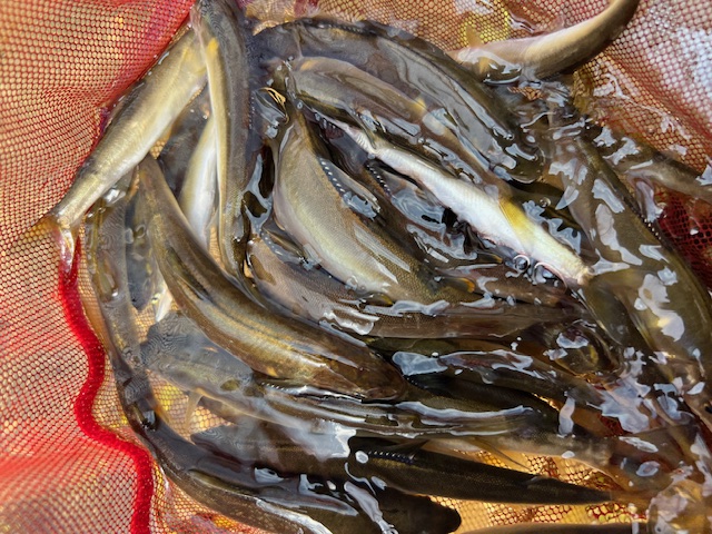 琵琶湖小鮎15