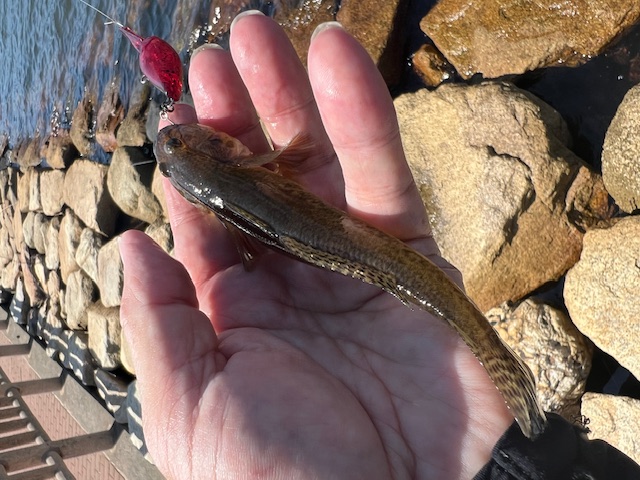 日本海方面ハゼ釣り2