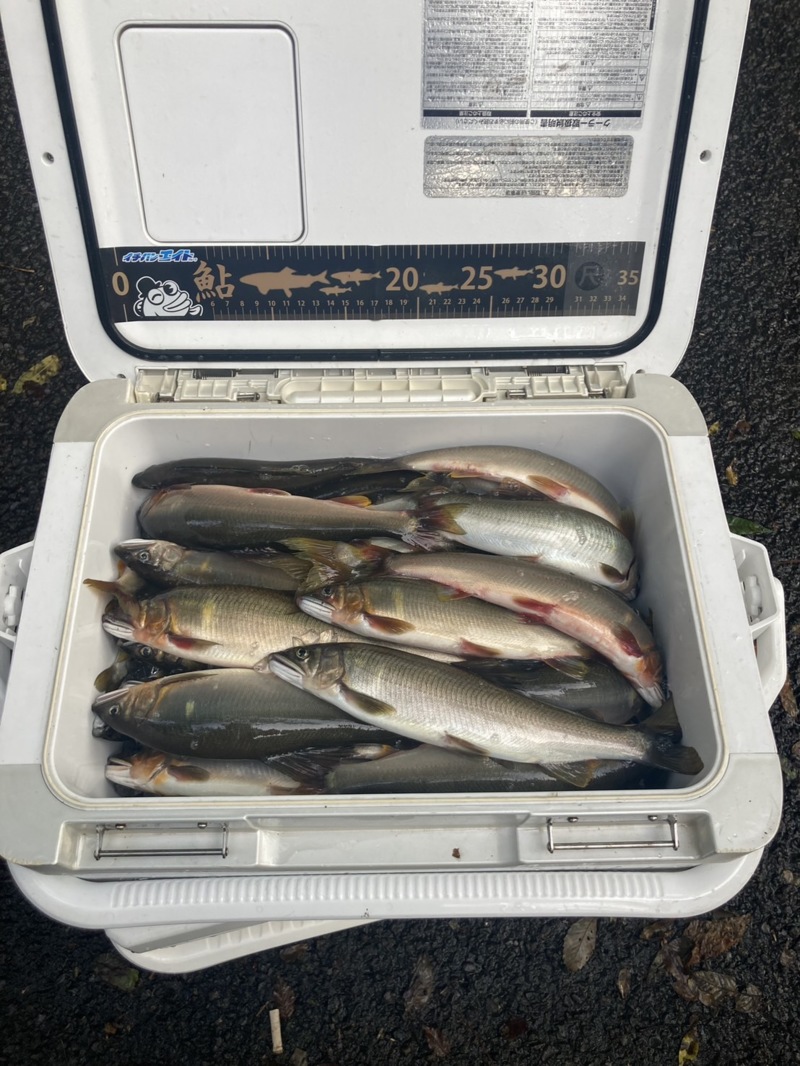 高知県四万十川友釣り釣行
