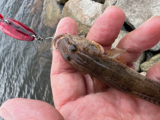 日本海方面ハゼ釣り3
