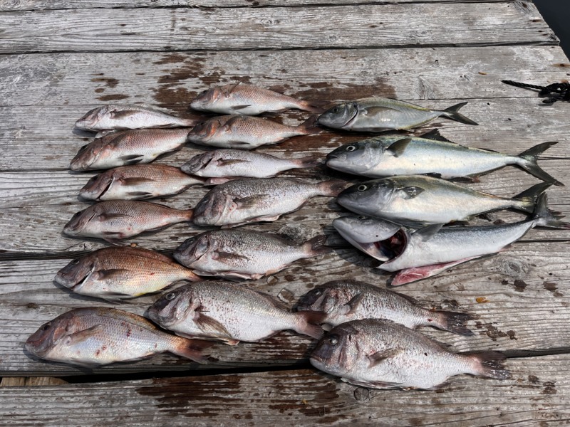兵庫県姫路市海上釣堀「水宝」のタイ・ハマチ釣果
