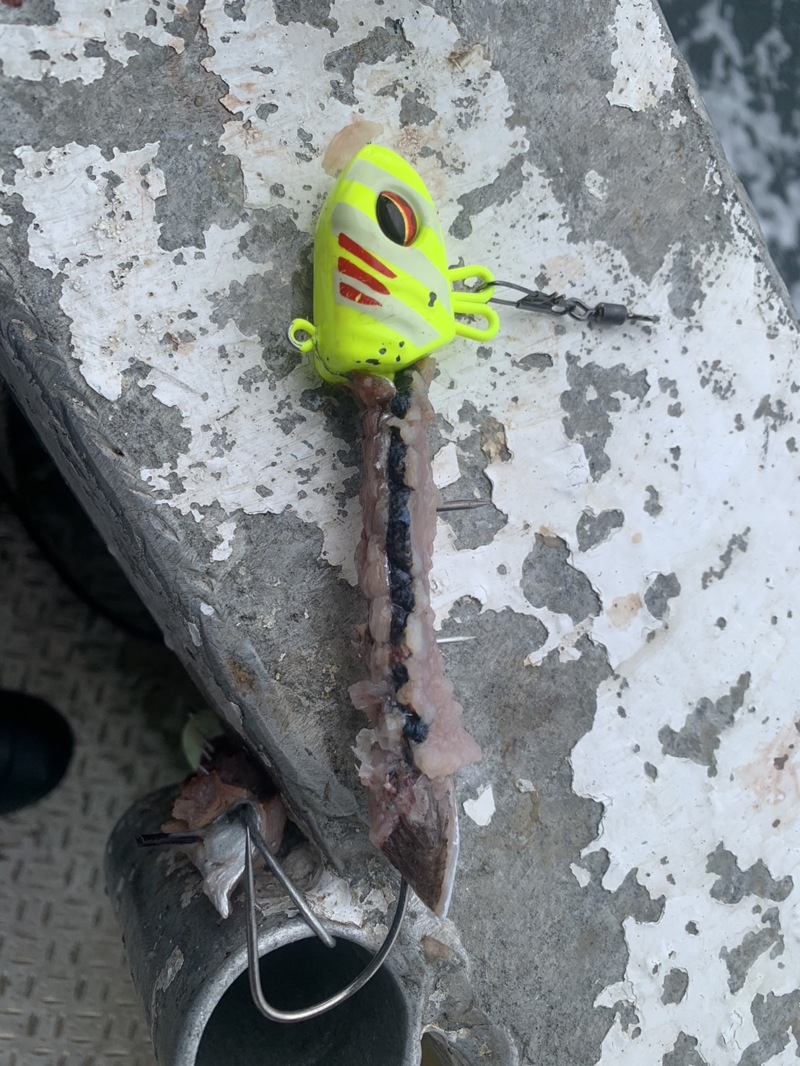 船タチウオ釣り