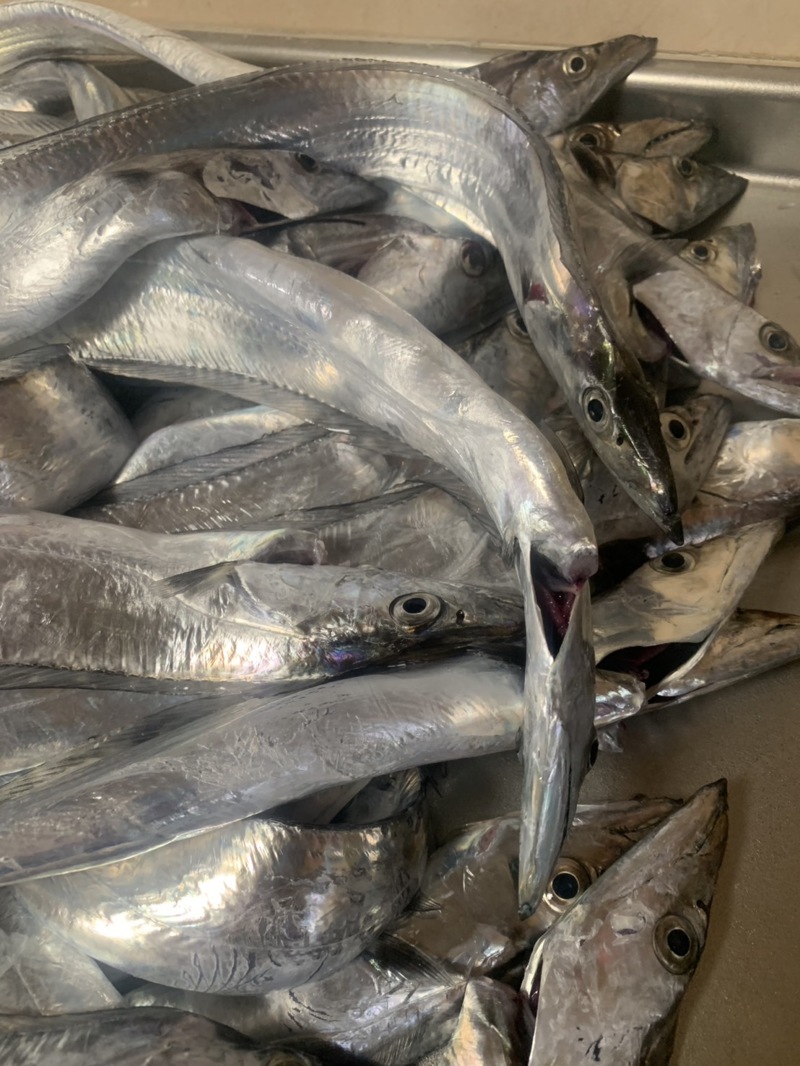 船タチウオ釣り