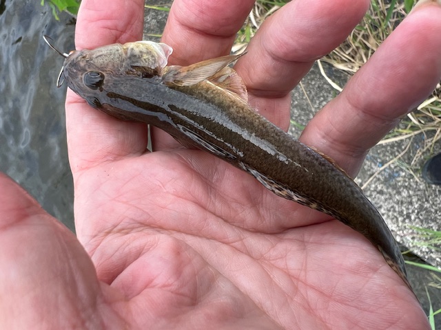 日本海方面ハゼ釣り4