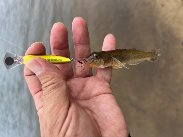 日本海方面ハゼ釣り4