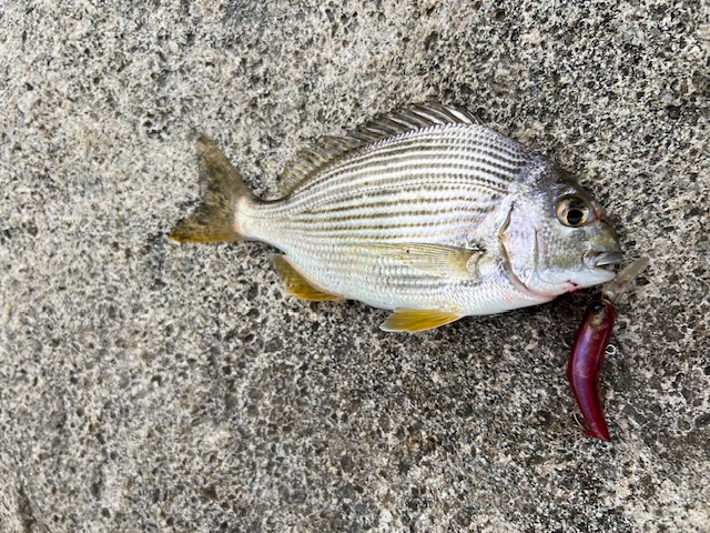 日本海方面ハゼ釣り4