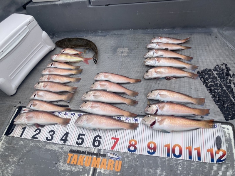 紀北 白甘鯛釣行