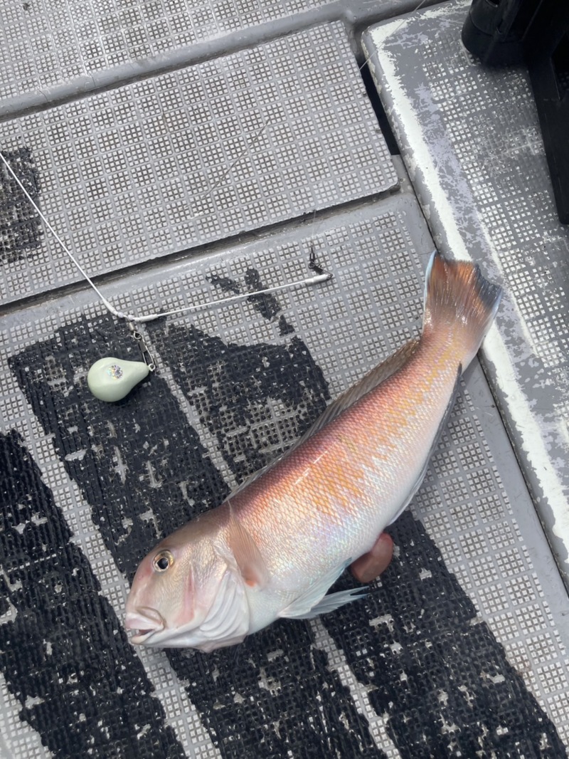 紀北 白甘鯛釣行