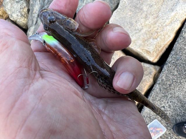 福井県久々子湖の岸からルアーでハゼ釣果