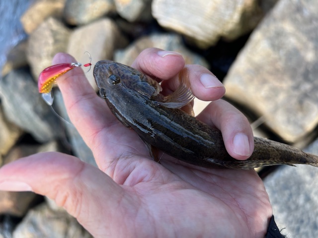福井県久々子湖の岸からルアーでハゼ釣果