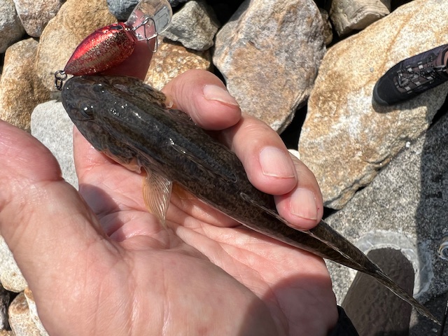 福井県久々子湖の岸からルアーでハゼ釣果