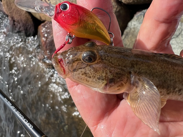 福井県久々子湖の岸からルアーでハゼ釣果