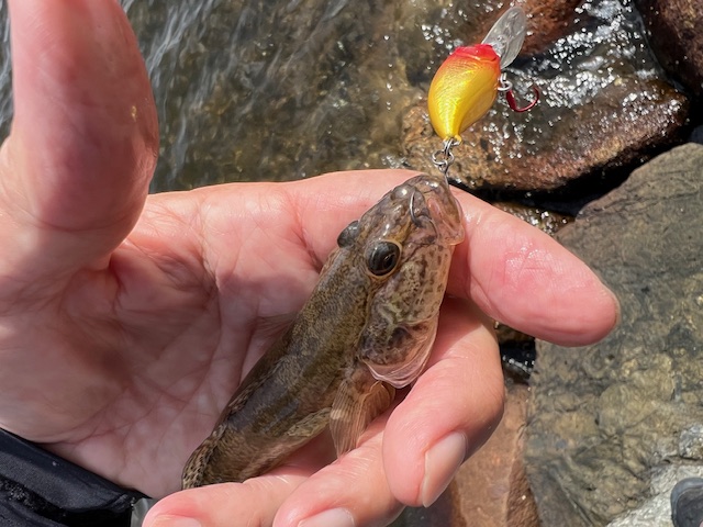 福井県久々子湖の岸からルアーでハゼ釣果