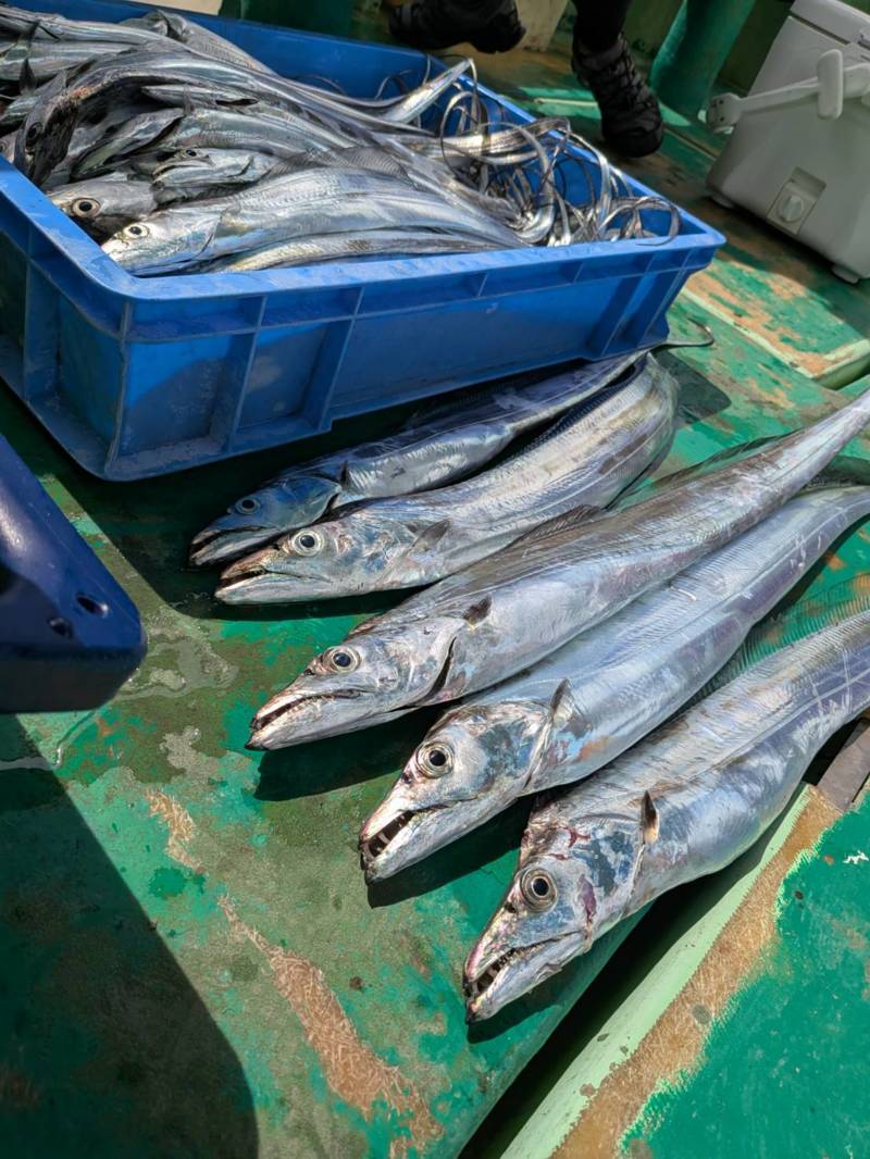 絶好調!!大阪湾タチウオテンヤ
