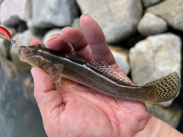 日本海方面ハゼ釣り6