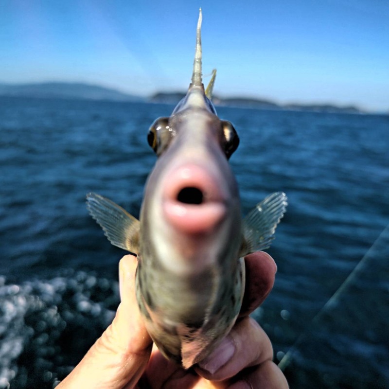 和歌山・加太でテクニカルなカワハギ釣り!