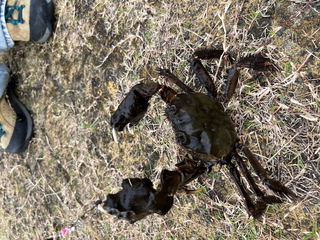 日本海方面ハゼ釣り7(エサ釣り編)