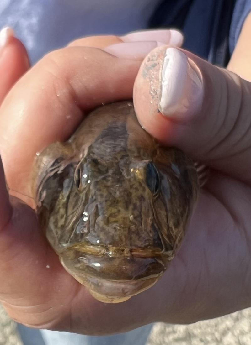 日本海方面ハゼ釣り7(エサ釣り編)