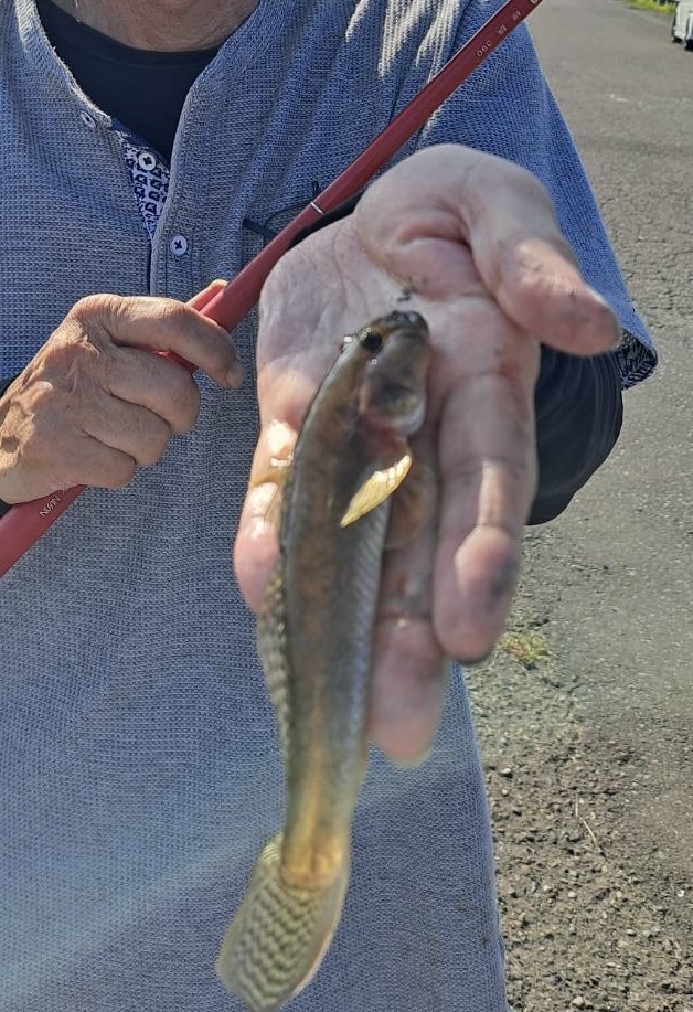 日本海方面ハゼ釣り7(エサ釣り編)