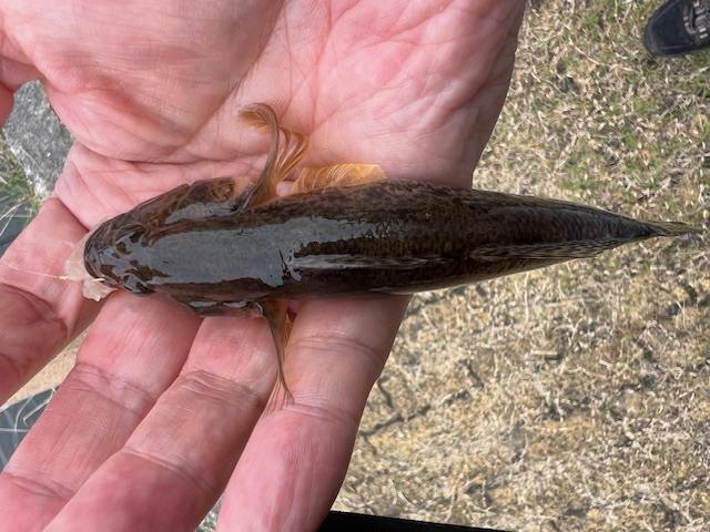 日本海方面ハゼ釣り7(エサ釣り編)