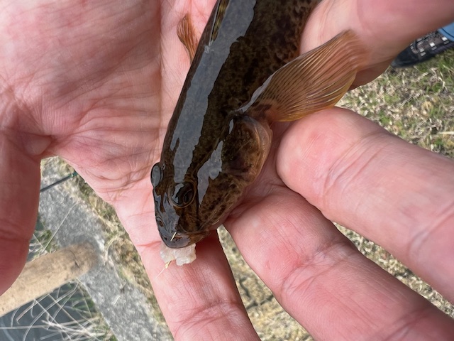 日本海方面ハゼ釣り7(エサ釣り編)