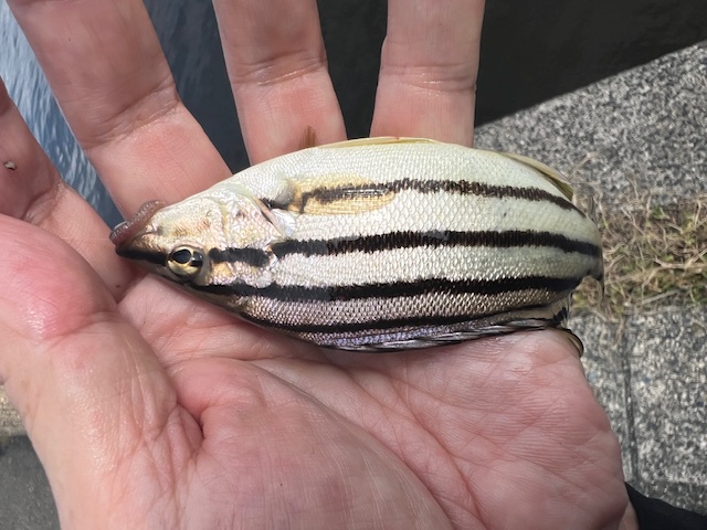 日本海方面ハゼ釣り7(エサ釣り編)