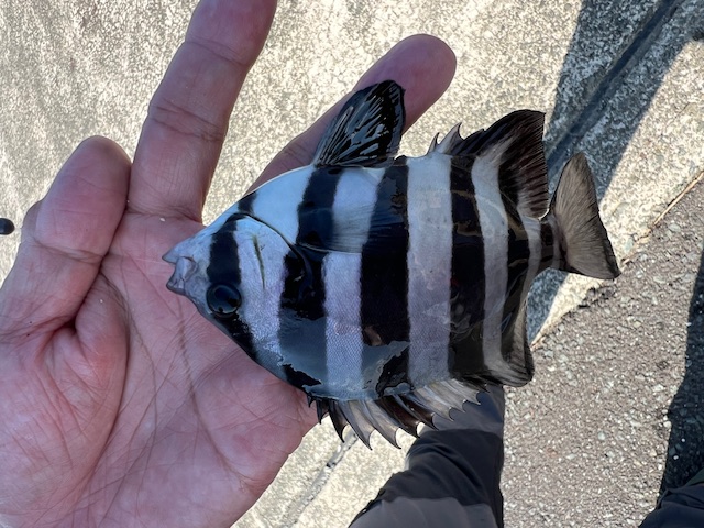 日本海方面ハゼ釣り7(エサ釣り編)