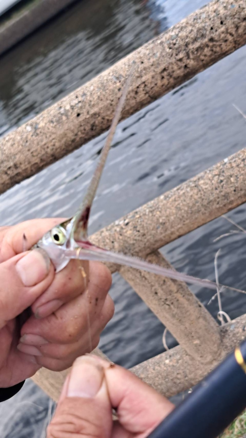 日本海方面ハゼ釣り7(エサ釣り編)