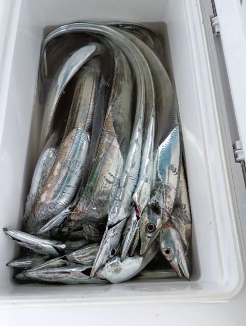 船太刀魚テンヤ