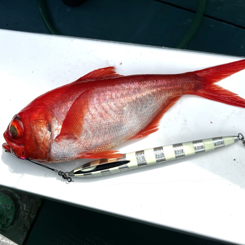 静岡県新島沖でジギングのキンメ・クロムツ釣果