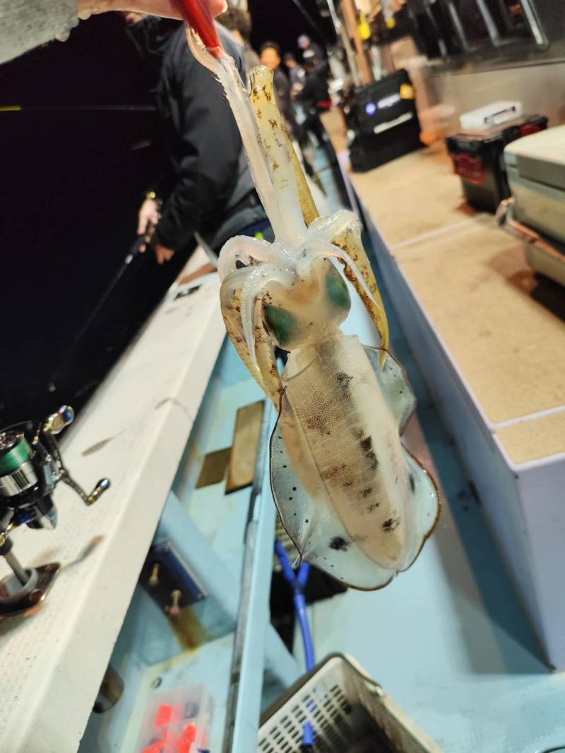 福井県小浜 『海生丸』ナイトティップランでアオリイカ釣果