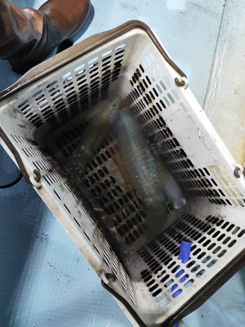 福井県小浜 『海生丸』ナイトティップランでアオリイカ釣果