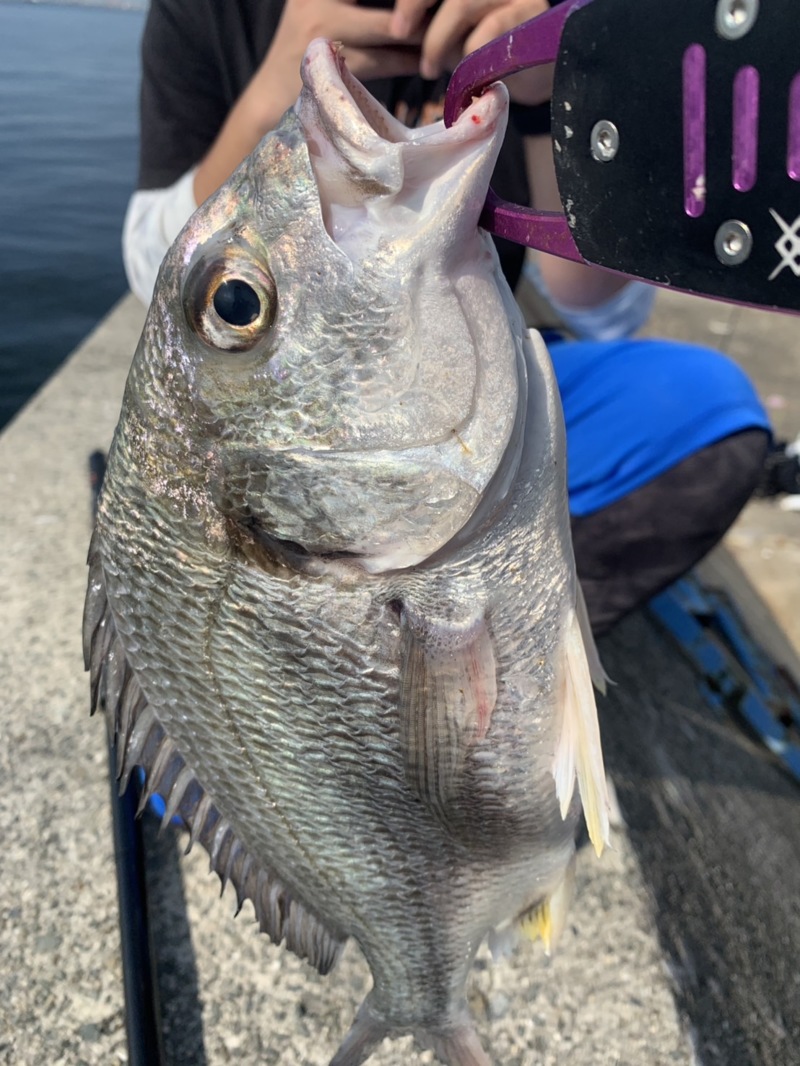 10/14 武庫川一文字にてサゴシ連発‼️