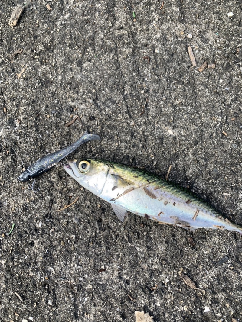 10/14 武庫川一文字にてサゴシ連発‼️