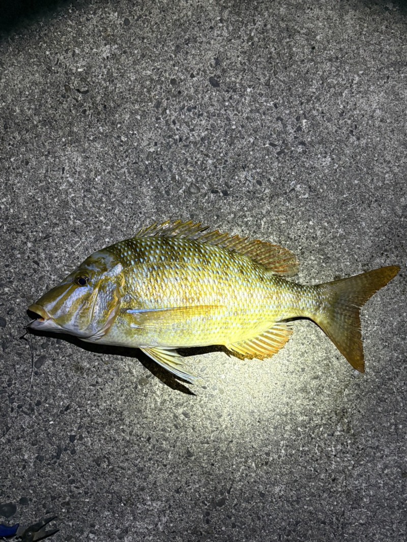 高知県へ磯・沖堤防釣行
