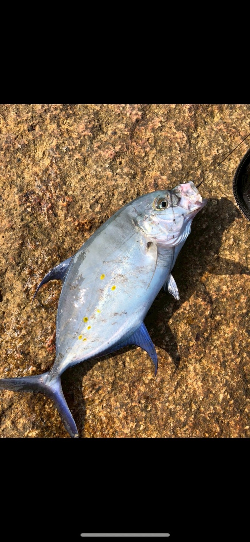 高知県へ磯・沖堤防釣行