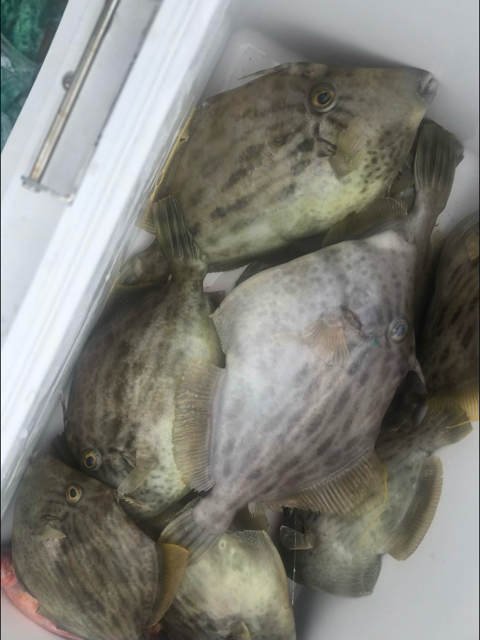 今期初カワハギ